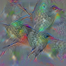 n01833805 hummingbird